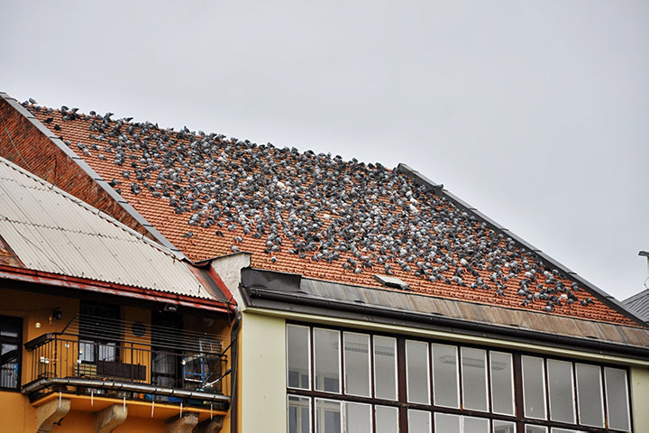 A2B Pest Control are able to install spikes to deter birds from roofs in Worsbrough. 