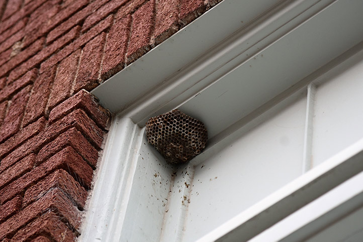 We provide a wasp nest removal service for domestic and commercial properties in Worsbrough.